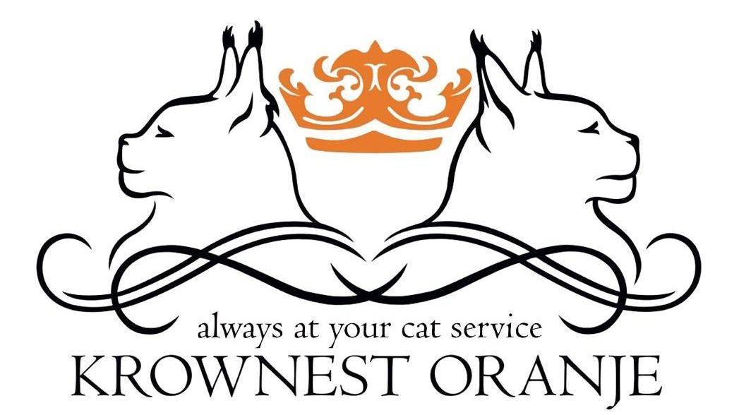 Krownest Oranje Maine Coon cattery